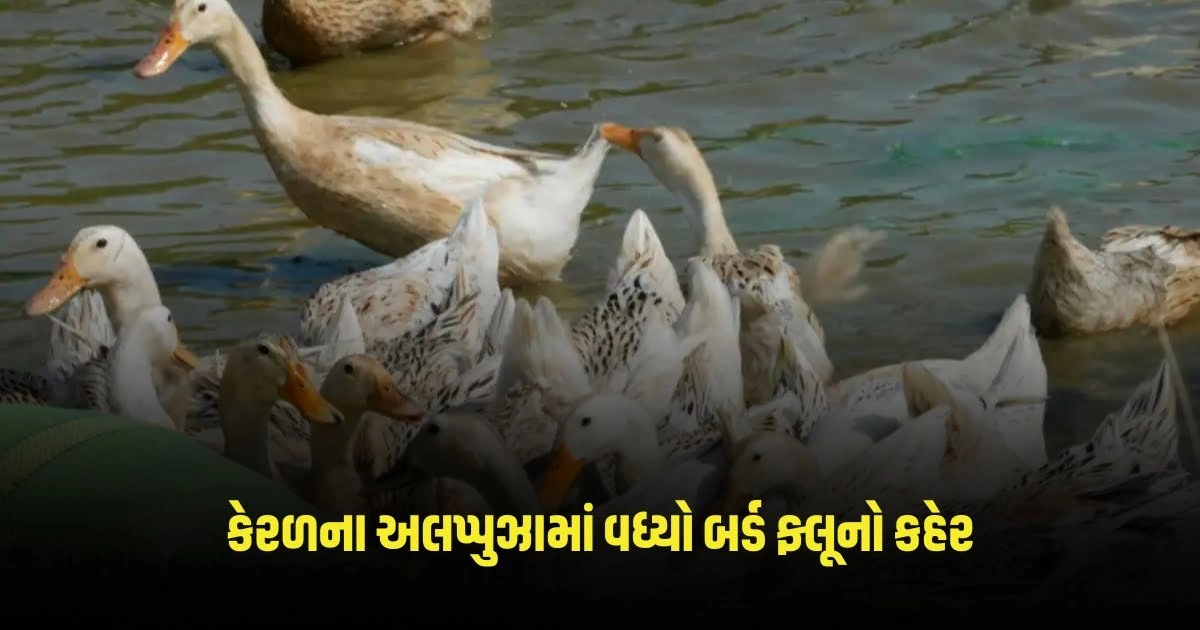 Bird Flu In Kerala: કેરળના અલપ્પુઝામાં વધ્યો બર્ડ ફ્લૂનો કહેર, વહીવટીતંત્રે લીધો આ નિર્ણય https://www.pravinews.com/lifestyle/diabetic-patients-this-water-is-beneficial-for-diabetic-patients-know-when-and-how-to-consume-it-2723