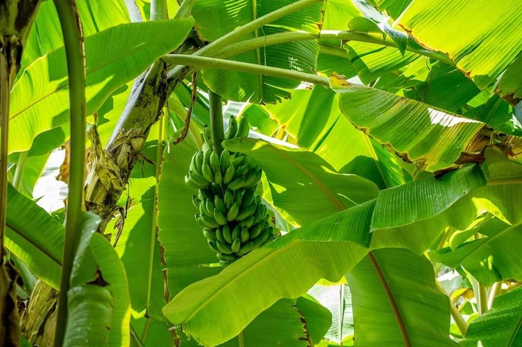 Guruwar ke Upay: ગુરુવારે કેળાના ઝાડને અર્પણ કરો આ વસ્તુઓ, ભગવાન શ્રી હરિની કૃપા વરસશે 2 Guruwar ke Upay: ગુરુવારે કેળાના ઝાડને અર્પણ કરો આ વસ્તુઓ, ભગવાન શ્રી હરિની કૃપા વરસશે https://www.pravinews.com/religion/astrology/guruwar-ke-upay-offer-these-things-to-a-banana-tree-on-thursday-lord-shri-haris-grace-will-shower-4576