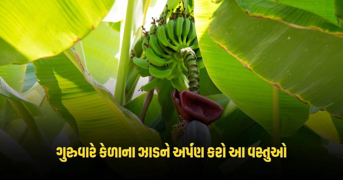 Guruwar ke Upay: ગુરુવારે કેળાના ઝાડને અર્પણ કરો આ વસ્તુઓ, ભગવાન શ્રી હરિની કૃપા વરસશે https://www.pravinews.com/international-news/weather-update-bap-ray-heat-wave-will-increase-in-these-states-know-the-weather-conditions-4566