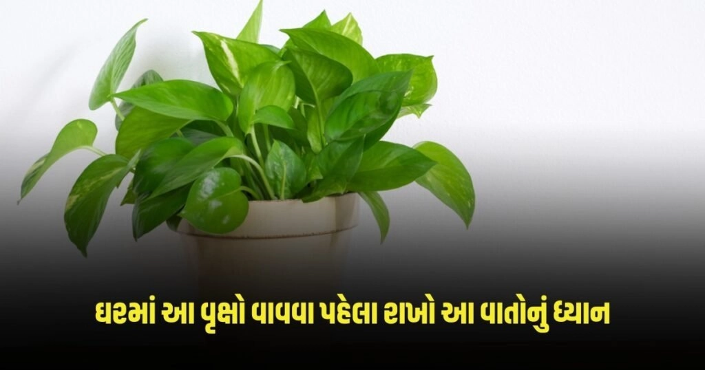 Vastu Tips for Plants: ઘરમાં આ વૃક્ષો અને છોડો વાવવા પહેલા રાખો આ વાતોનું ધ્યાન, નહીં તો કરવો પડી શકે છે નુકશાનનો સામનો https://www.pravinews.com/religion/astrology/vastu-tips-keep-these-auspicious-things-in-the-house-according-to-vastu-then-there-will-be-no-shortage-of-money-2988