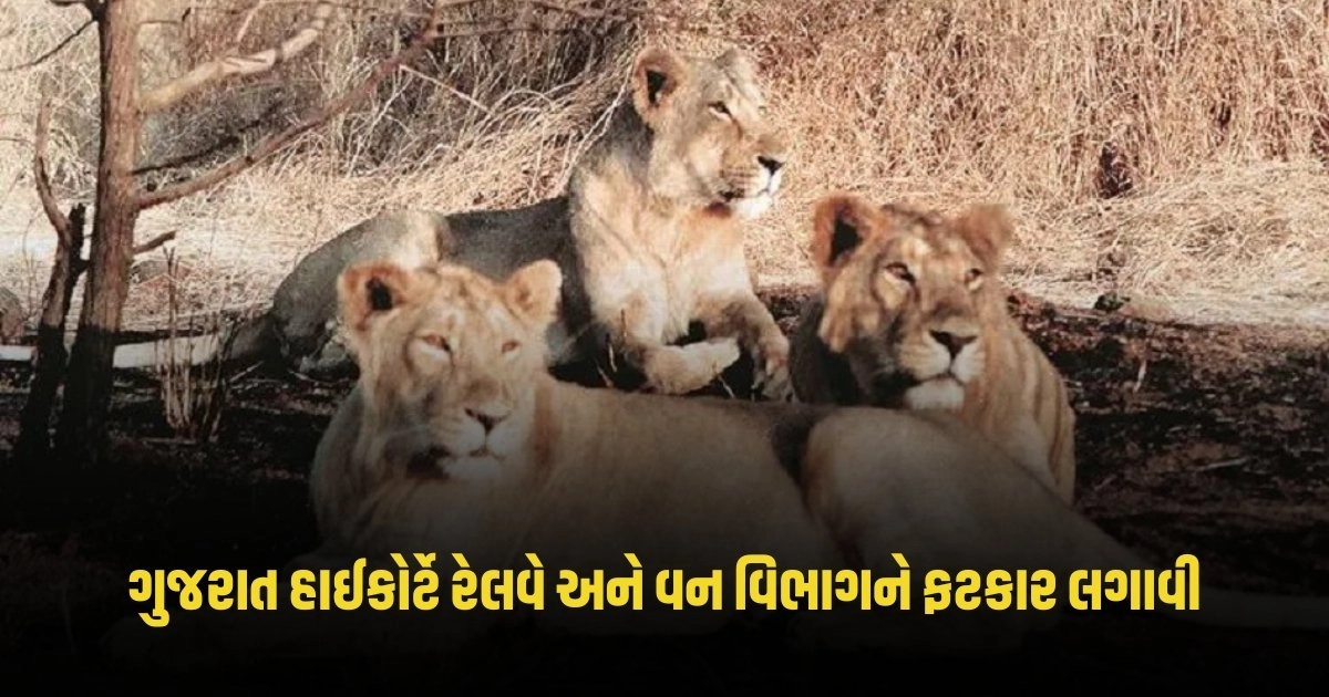 Case of death of three lions : ગુજરાત હાઈકોર્ટે રેલવે અને વન વિભાગને ફટકાર લગાવી આપ્યો આવો આદેશ https://www.pravinews.com/latest-video-news/germany-eu-mps-aide-arrested-on-suspicion-of-passing-intelligence-to-china-4381