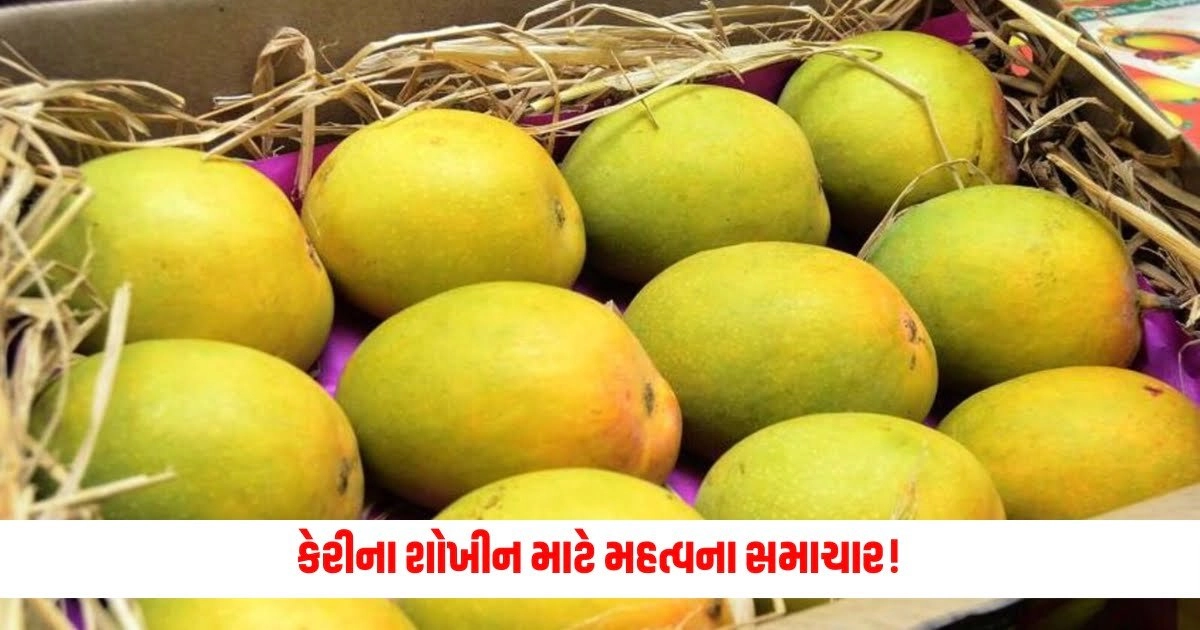 Gujarat News: કેરીના શોખીન માટે મહત્વના સમાચાર! કેસર કેરીની આવક અને ભાવમાં વરસાદના કારણે થયો ઘટાડો https://www.pravinews.com/gujarat-news/important-news-for-mango-lovers-income-and-price-of-saffron-mango-decreased-due-to-rain-8600