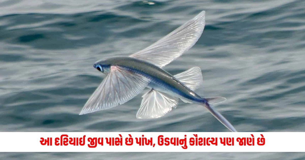 Flying Fish : આ દરિયાઈ જીવ પાસે છે પાંખ, ઉડવાનું કૌશલ્ય પણ જાણે છે, જાણો શિકારથી કેવી રીતે બચે છે https://www.pravinews.com/technology/eastern-railway-turns-to-ai-based-solutions-for-enhanced-safety-9032