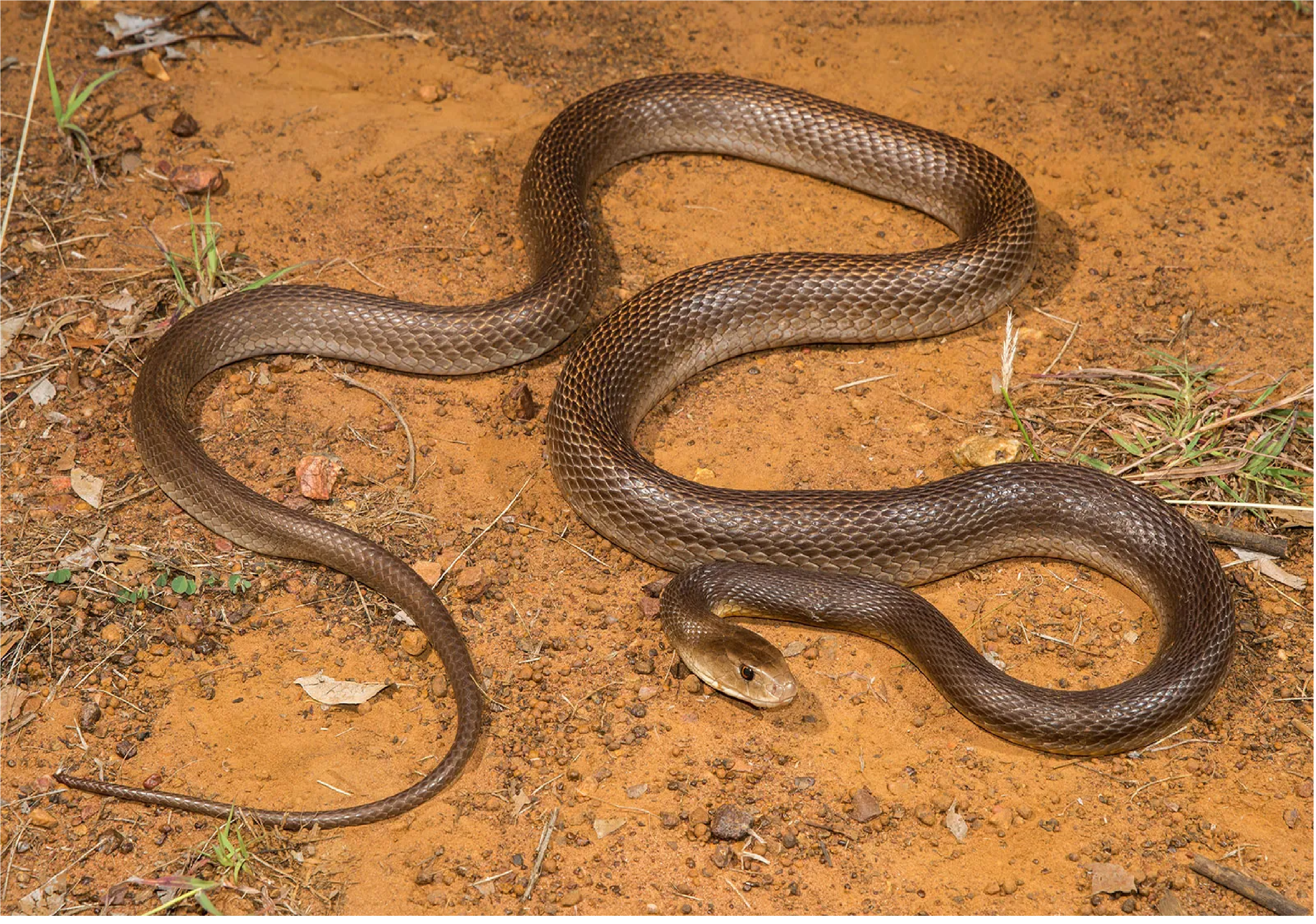 Most Dangerous Snake : આ સાંપ સામે તમે ભૂલી જશો કોબ્રા અને ક્રેટને, ખતરનાક એટલોકે એક સાથે મારી શકે છે 100 લોકોને https://www.pravinews.com/ajab-gajab/most-dangerous-snake-in-the-world-most-venomous-snake-inland-taipan-australia-9257