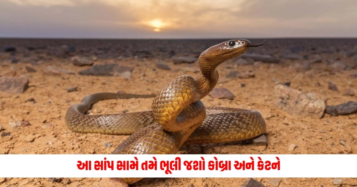 Most Dangerous Snake : આ સાંપ સામે તમે ભૂલી જશો કોબ્રા અને ક્રેટને, ખતરનાક એટલોકે એક સાથે મારી શકે છે 100 લોકોને https://www.pravinews.com/entertainment/vijay-raaz-to-be-part-of-kartik-aaryan-starrer-bhool-bhulaiyaa-3-actor-to-play-this-role-9252