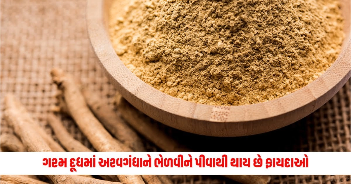 Benefits of Ashwagandha: ગરમ દૂધમાં અશ્વગંધાને ભેળવીને પીવાથી થાય છે જોરદાર ફાયદાઓ, જાણીને તમે પણ થઈ જશો આશ્ચર્યચકિત https://www.pravinews.com/gujarat-news/important-news-for-mango-lovers-income-and-price-of-saffron-mango-decreased-due-to-rain-8600