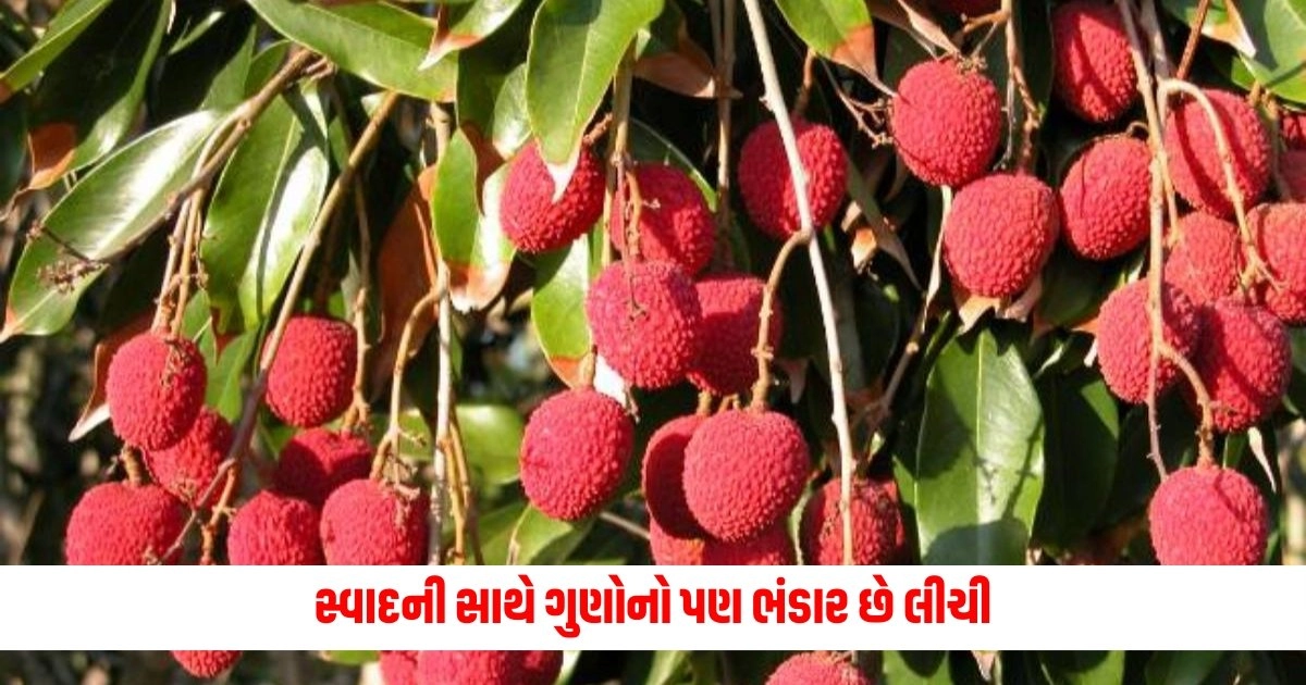 Litchi Benefits: સ્વાદની સાથે ગુણોનો પણ ભંડાર છે લીચી, જાણો તેને ઉનાળામાં ખાવાના ફાયદાઓ https://www.pravinews.com/gujarat-news/4-members-of-family-doing-picnic-on-navsari-sea-shore-coast-swept-away-searching-is-onv-8054