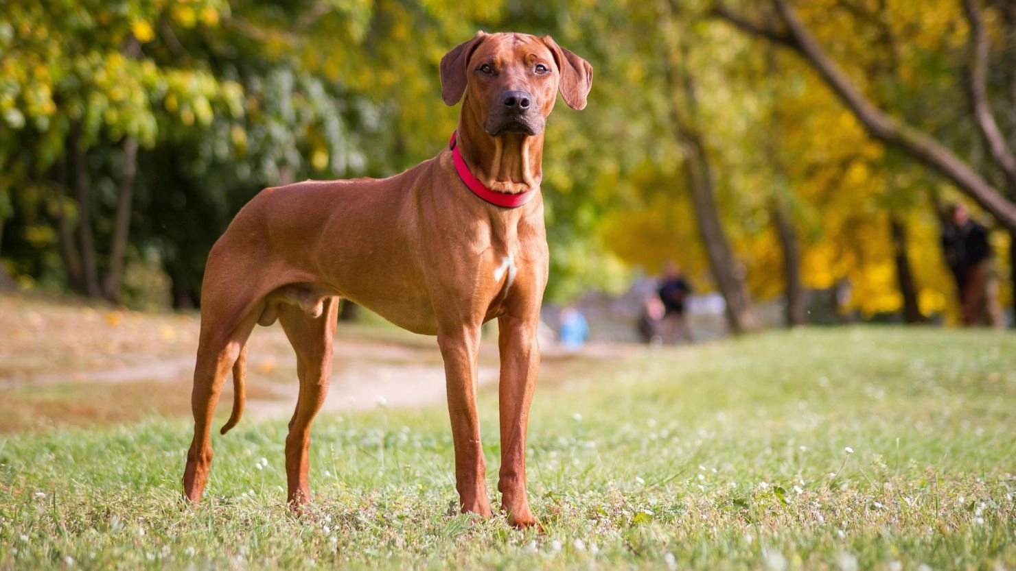 Dogs get Citizenship : આ દેશમાં કુતરાઓને પણ આપવામાં આવે છે સમાન અધિકાર, તેના નામ છે લિસ્ટમાં સામેલ https://www.pravinews.com/ajab-gajab/dogs-get-citizenship-in-tiny-nation-of-republic-of-molossia-in-list-of-38-people-8094