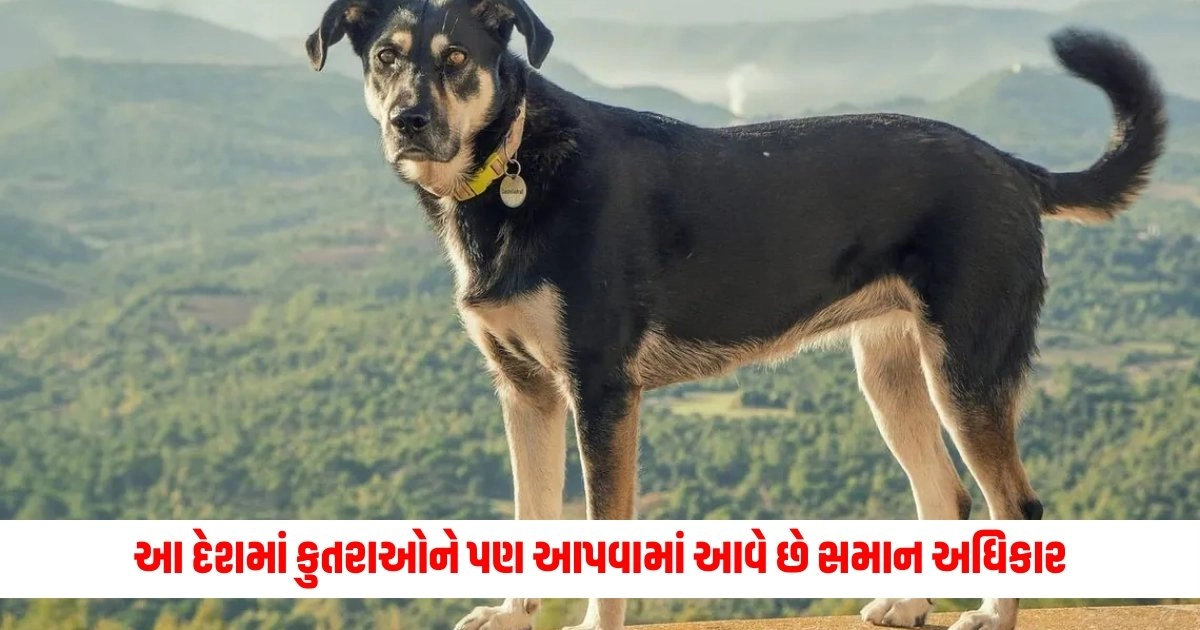 Dogs get Citizenship : આ દેશમાં કુતરાઓને પણ આપવામાં આવે છે સમાન અધિકાર, તેના નામ છે લિસ્ટમાં સામેલ https://www.pravinews.com/entertainment/tabu-gets-big-project-dune-prophecy-after-crew-actress-will-recur-in-the-role-of-sister-francesca-8093