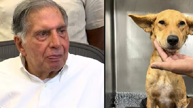 Ratan Tata : શું તમને ખબર છે રતન ટાટા કોના માટે બ્લડ ડોનર શોધી રહ્યા છે? 2 Ratan Tata : શું તમને ખબર છે રતન ટાટા કોના માટે બ્લડ ડોનર શોધી રહ્યા છે? https://www.pravinews.com/world-news-in-gujarati/ratan-tata-is-looking-for-a-blood-donor-for-sick-dog-seeks-help-from-the-public-15662