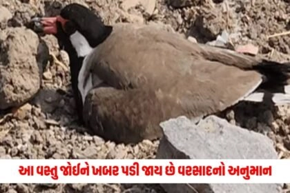 offbeat , News on offbeat , stories on offbeat , articles on offbeat , offbeat stories at Pravi news Network, offbeat news, offbeat latest news , Latest offbeat Update, Live Offbeat News In pravinews.com, Offbeat headline, Offbeat news, offbeat Update, Today’s Offbeat News, Current Offbeat News In Gujarat, Offbeat News 2024,