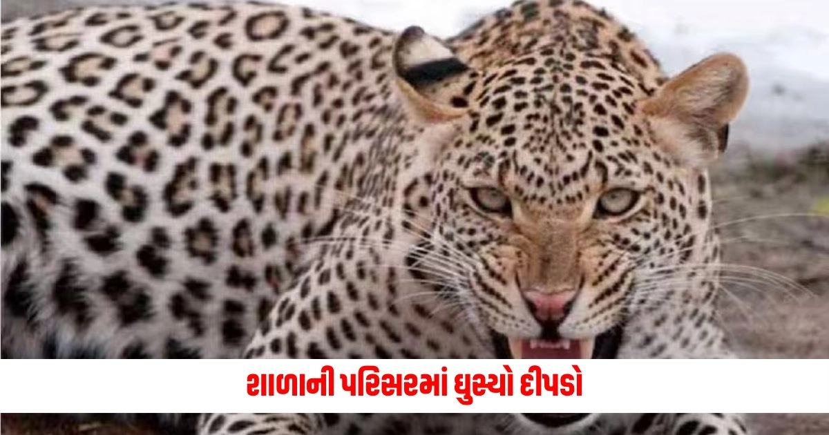 National News : શાળાની પરિસરમાં ઘુસ્યો દીપડો, આટલા લોકો કલાકો સુધી ફસાયા કારમાં https://www.pravinews.com/world-news-in-gujarati/leopard-entered-school-premises-five-people-trapped-in-car-for-7-hours-in-fear-rescue-operation-throughout-night-12613