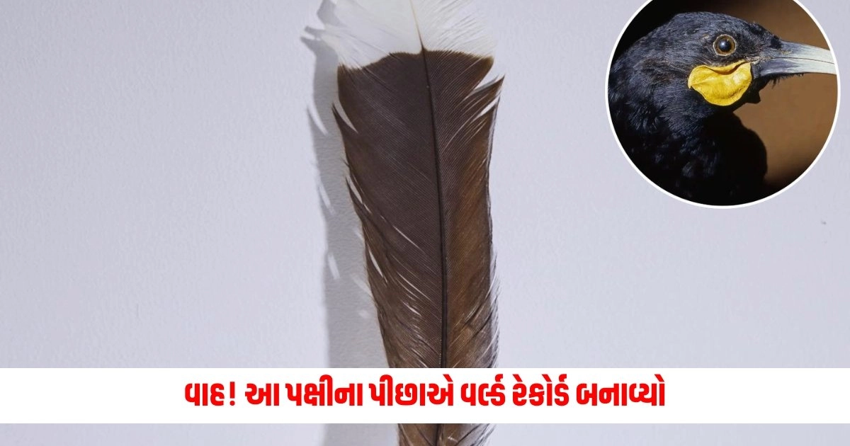 Huia Bird Auction : વાહ! આ પક્ષીના પીછાએ વર્લ્ડ રેકોર્ડ બનાવ્યો, જાણો કેમ લાગી આટલી કિંમત https://www.pravinews.com/religion/july-monthly-horoscope-2024-rashifal-july-masik-bhavisyfal-lukcy-zodiac-signs-14687