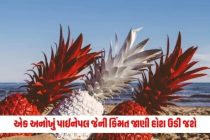 offbeat , News on offbeat , stories on offbeat , articles on offbeat , offbeat stories at Pravi news Network, offbeat news, offbeat latest news , Latest offbeat Update, Live Offbeat News In pravinews.com, Offbeat headline, Offbeat news, offbeat Update, Today’s Offbeat News, Current Offbeat News In Gujarat, Offbeat News 2024,