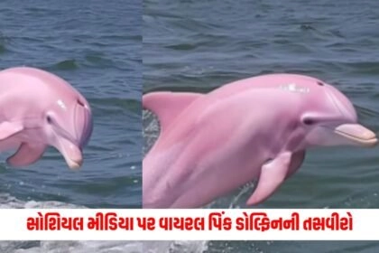 offbeat , News on offbeat , stories on offbeat , articles on offbeat , offbeat stories at Pravi news Network, offbeat news, offbeat latest news , Latest offbeat Update, Live Offbeat News In pravinews.com, Offbeat headline, Offbeat news, offbeat Update, Today’s Offbeat News, Current Offbeat News In Gujarat, Offbeat News 2024,