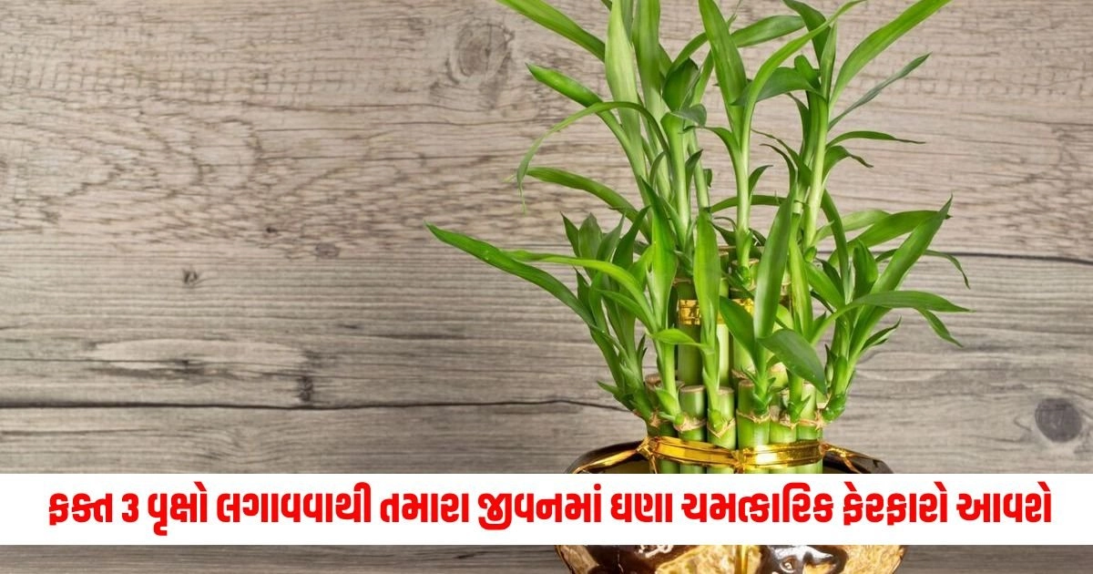 Vastu Tips: ફક્ત 3 વૃક્ષો લગાવવાથી તમારા જીવનમાં ઘણા ચમત્કારિક ફેરફારો આવશે https://www.pravinews.com/technology/dont-make-these-mistakes-if-your-smartphone-gets-wet-in-the-rain-17444