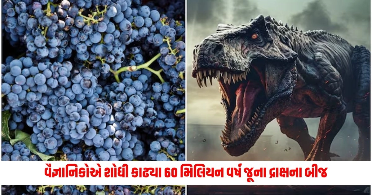 World News : વૈજ્ઞાનિકોએ શોધી કાઢ્યા 60 મિલિયન વર્ષ જૂના દ્રાક્ષના બીજ, આ ખારનાક પ્રાણી સાથે છે કનેક્શન https://www.pravinews.com/international-news/china-scientists-discover-plant-can-survive-on-mars-16895