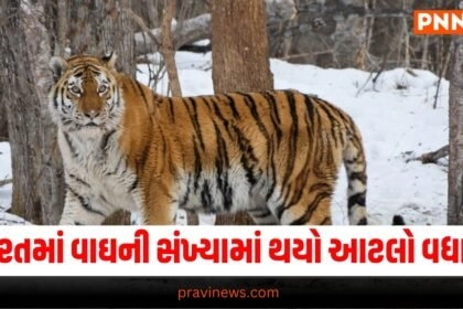 Tiger, National News, breaking news india, National News Headlines, india news, india news live, india news today, national news, national news headlines, national news india, news headlines india, news today india, today's national news, Current National Update, Pravi News Network, Pravi National News, National Live Update In Pravi News Network, Pravi News National Hedline, Live National News,