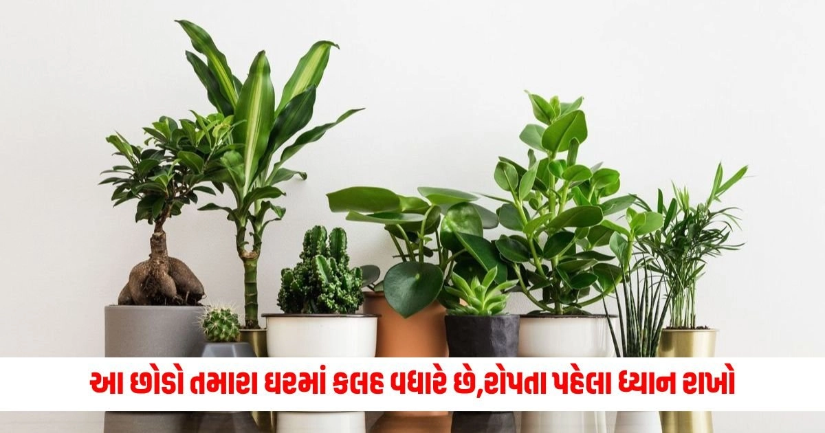 Vastu Tips: આ છોડો તમારા ઘરમાં કલહ વધારે છે,રોપતા પહેલા વાસ્તુ અનુસાર ધ્યાન રાખો https://www.pravinews.com/ajab-gajab/this-railway-station-is-a-tourist-destination-people-come-from-far-and-wide-it-is-one-of-the-most-beautiful-stations-in-the-world-17597