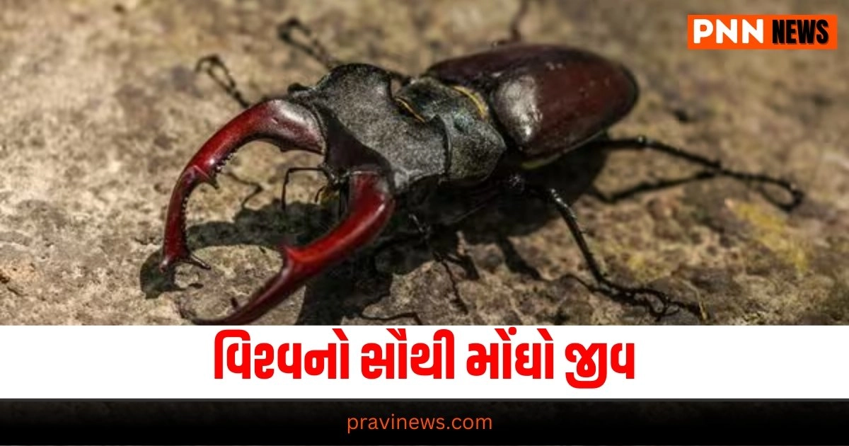 World Most Expensive Insect : આ જીવ રાતોરાત બદલી નાખે છે લોકોના નસીબ, જોઈ લેજો ક્યાંક તમારા ઘરમાં તો નથીને https://www.pravinews.com/ajab-gajab/world-most-expensive-stag-beetle-insect-worth-rs-75-lakh-changes-people-fortunes-overnight-18992