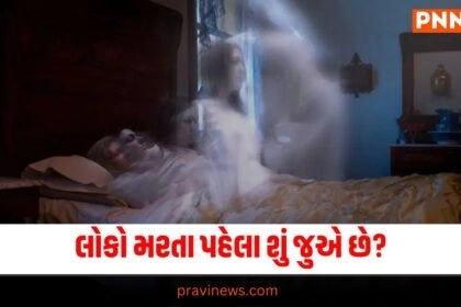 offbeat , News on offbeat , stories on offbeat , articles on offbeat , offbeat stories at Pravi news Network, offbeat news, offbeat latest news , Latest offbeat Update, Live Offbeat News In pravinews.com, Offbeat headline, Offbeat news, offbeat Update, Today’s Offbeat News, Current Offbeat News In Gujarat, Offbeat News 2024,