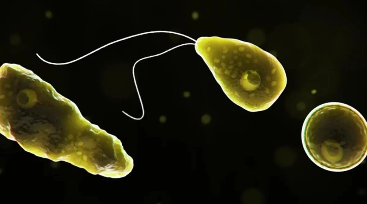 Brain Eating Amoeba: દેશમાં અમીબાનો ચેપ વધ્યો, અત્યાર સુધીમાં 22 લોકોના થયા મોત 4 Brain Eating Amoeba: દેશમાં અમીબાનો ચેપ વધ્યો, અત્યાર સુધીમાં 22 લોકોના થયા મોત https://www.pravinews.com/world-news-in-gujarati/danger-infection-of-brain-eating-amoeba-increased-in-the-country-22-people-have-died-so-far-17769