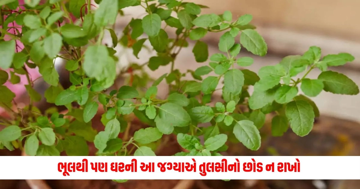 Tulsi Plant : ભૂલથી પણ ઘરની આ જગ્યાએ તુલસીનો છોડ ન રાખો https://www.pravinews.com/lifestyle/fashion-news/carry-oversized-clothes-like-this-17439