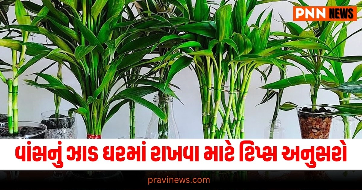 Fengshui Tips , : Aaj Nu Rashifal, Aaj ka Rashifal, Today Rashifal In Gujarati, Daily Horoscope, Today Rashifal, Daily Rashifal, આજનું રાશિફળ, દૈનિક રાશીફળ, રાશિફળ, Today Rashifal for Aries, Today Rashifal for Taurus, Today Rashifal for Gemini, Today Rashifal for Cancer, Today Rashifal for Leo, Today Rashifal for Virgo, Today Rashifal for Libra, Today Rashifal for Scorpio, Today Rashifal for Sagittarius, Today Rashifal for Capricorn, Today Rashifal for Aquarius, Today Rashifal for Pisces