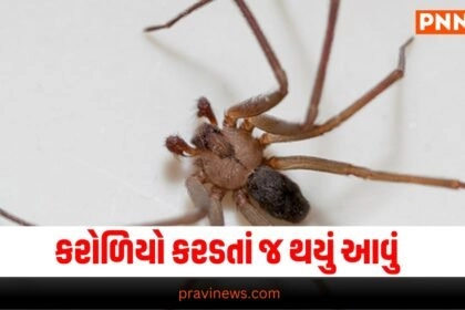 Ajab-Gajab, offbeat , News on offbeat , stories on offbeat , articles on offbeat , offbeat stories at Pravi news Network, offbeat news, offbeat latest news , Latest offbeat Update, Live Offbeat News In pravinews.com, Offbeat headline, Offbeat news, offbeat Update, Today’s Offbeat News, Current Offbeat News In Gujarat, Offbeat News 2024,