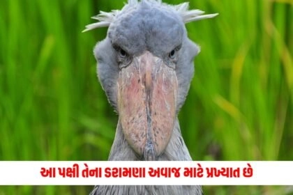 Latest offbeat news, live offbeat update, top offbeat news, offbeat update, offbeat news, offbeat headline,