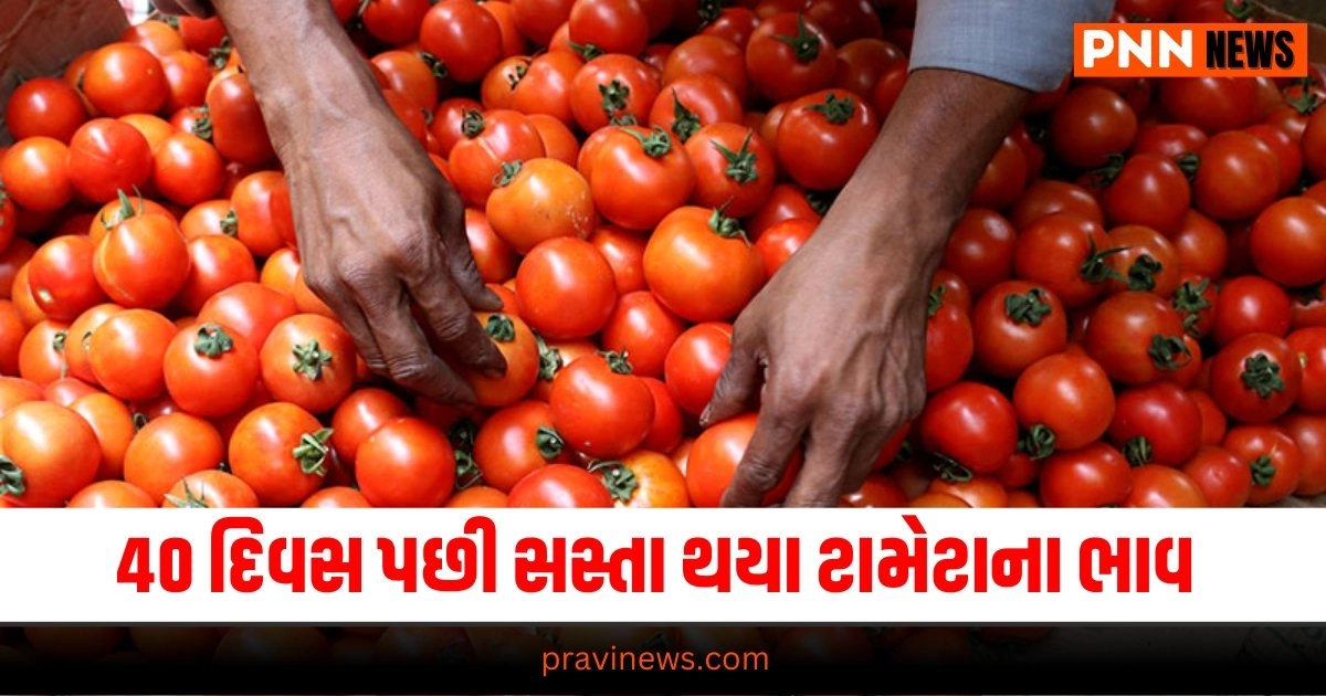 Tomato Rates Today, Business News in Gujarati, બિઝનેસ સમાચાર, personal finance news, Share market news updates, Stock market news, IPO News, NIFTY Update, Latest Business Gujarati News, બિઝનેસ ન્યૂઝ, વ્યાપાર સમાચાર, વ્યાપાર ન્યુઝ, Latest Business News, Live Business Update, Business Headline, Today’s Business Update, Current Business News, Business Live Updates In Pravi News Network, Business News, Business Update