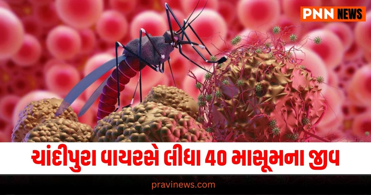 Chandipura Virus, Gujarati News, Gujarat News, Latest News in Gujarati, ગુજરાતી ન્યૂઝ, Daily Gujarati News Paper, Latest Gujarat Update, Live Gujarat News, Gujarat Samachar,Gujarat Headline, Today’s Gujarat News, Current Gujarat Upadte, Daily Gujarat News, Live Gujarat News In Pravi News Network,