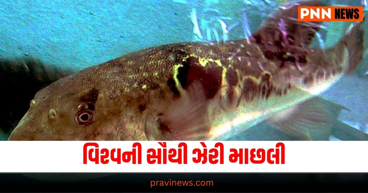 Poisonous Fish, Latest entertainment update, live entertainment news, entertainment news, entertainment update, entertainment headline,