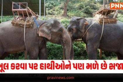 Ajab Gajab, offbeat , News on offbeat , stories on offbeat , articles on offbeat , offbeat stories at Pravi news Network, offbeat news, offbeat latest news , Latest offbeat Update, Live Offbeat News In pravinews.com, Offbeat headline, Offbeat news, offbeat Update, Today’s Offbeat News, Current Offbeat News In Gujarat, Offbeat News 2024,