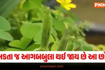 Ajab Gajab, Offbeat headline, Offbeat news, offbeat Update,