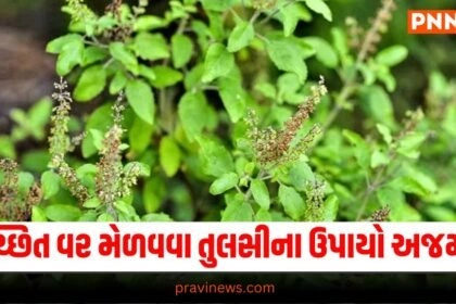 tulsi ke upay, tulsi ke totke in hindi, tulsi ke upay in hindi , tulsi ke fayde in hindi , तुलसी का महत्व, हिंदू धर्म में तुलसी का महत्व, तुलसी पूजा विधि, Tulsi Pujan, Tulsi Puja, Tulsi Pujan vidhi, Tulsi Puja rules, Tulsi rules, Religious Significance of Tulsi, Tulsi Significance, Tulsi in Hindi, Tulsi Plant for Money, Tulsi Benefits in Hindi