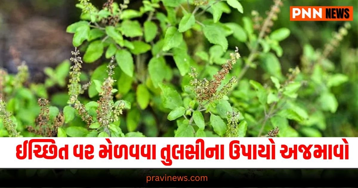 tulsi ke upay, tulsi ke totke in hindi, tulsi ke upay in hindi , tulsi ke fayde in hindi , तुलसी का महत्व, हिंदू धर्म में तुलसी का महत्व, तुलसी पूजा विधि, Tulsi Pujan, Tulsi Puja, Tulsi Pujan vidhi, Tulsi Puja rules, Tulsi rules, Religious Significance of Tulsi, Tulsi Significance, Tulsi in Hindi, Tulsi Plant for Money, Tulsi Benefits in Hindi