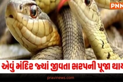 Offbeat, Temple, Living Snake Worship, Unique Temples, Sacred Rituals, Snake Worship, Temple Features, Cultural Practices, Religious Traditions, Temple Visit, Unusual Temples, Spiritual Sites, Worship Practices, Indian Temples, Sacred Serpents, Religious Beliefs, Cultural Heritage