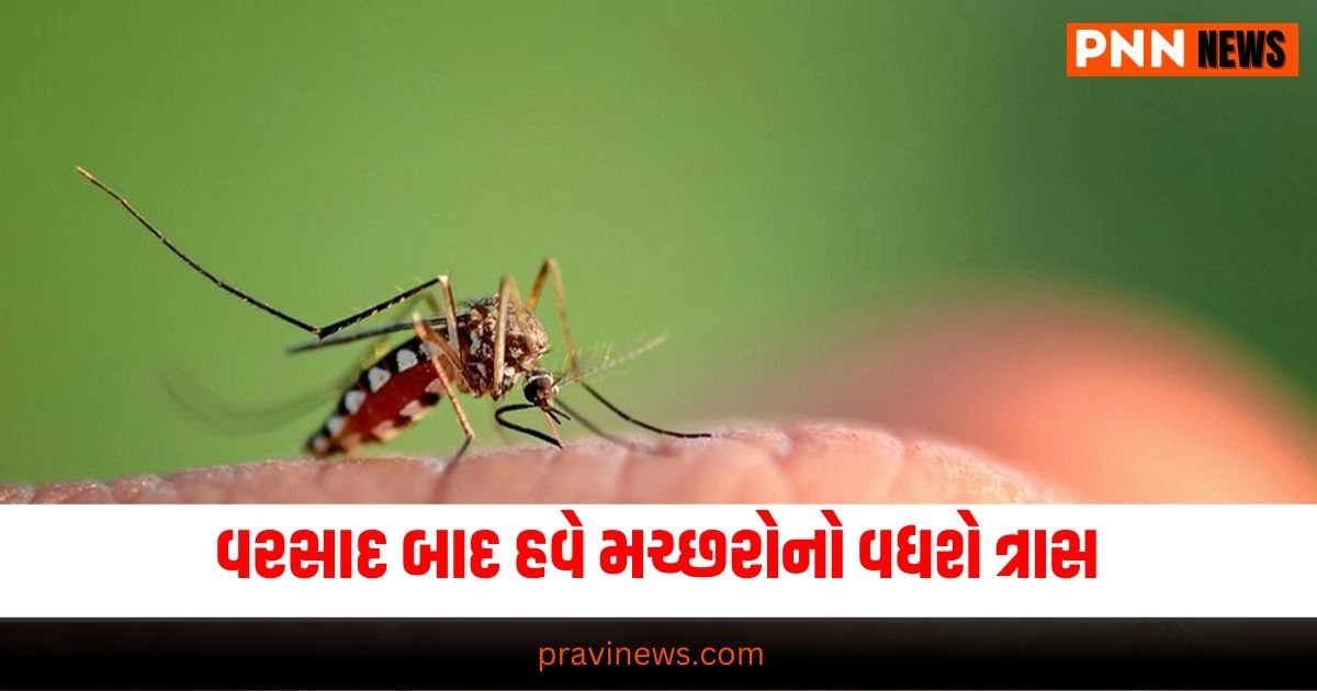 Dengue outbreak fear, Mosquito menace after rain, Post-rain mosquito increase, Dengue threat 2024, National dengue alert,