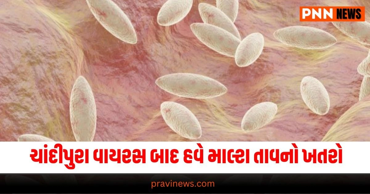 Gujarat News, Malta fever, Chandipura virus,, what Malta fever disease, what Malta fevers symptoms,Gujarat, Brucella bacteria,