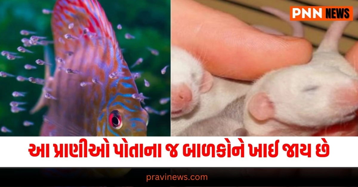 જૂનાગઢ સક્કરબાગ ઝૂ , દિવાળીની ભેટ રૂપે આ વર્ષે તિરુપતિના પ્રાણી સંગ્રહાલયમાંથી સ્લોથ રીછની જોડી, ગોલ્ડાન શિયાળની જોડી, શાહુડીની જોડી, Viral Video, crocodile, trending video, shocking video, વાયરલ વીડિયો, મગર, ટ્રેન્ડિંગ વીડિયો, ચોંકાવનારો વીડિયો"