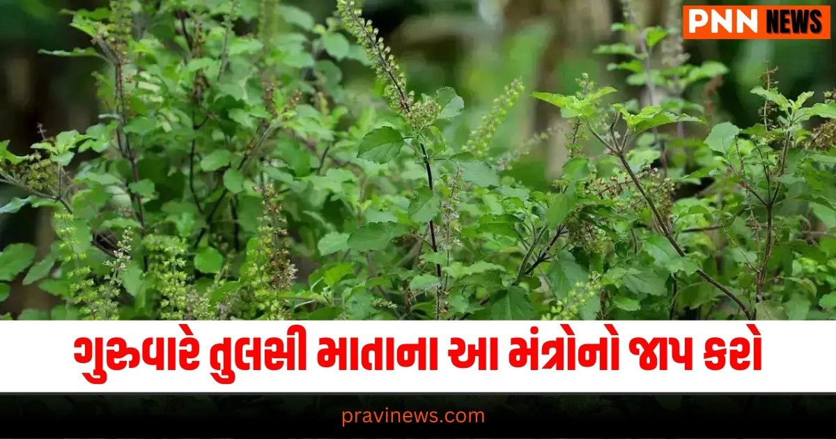 Shaligram, Tulsi Vivah Mantra, Tulsi Vivah Mantra Lyrics, Tulsi Mantra Lyrics In Gujarati, Tulsi Vivah 2024 Date, Tulsi Vivah Puja Vidhi, Tulsi Vivah Mantar, Tulsi Vivah Mantra In Gujarati Lyrics, Tulsi Puja Mantra, Tulsi Vivah Upay, Tulsi Vivah Remedies, તુલસી મંત્ર,