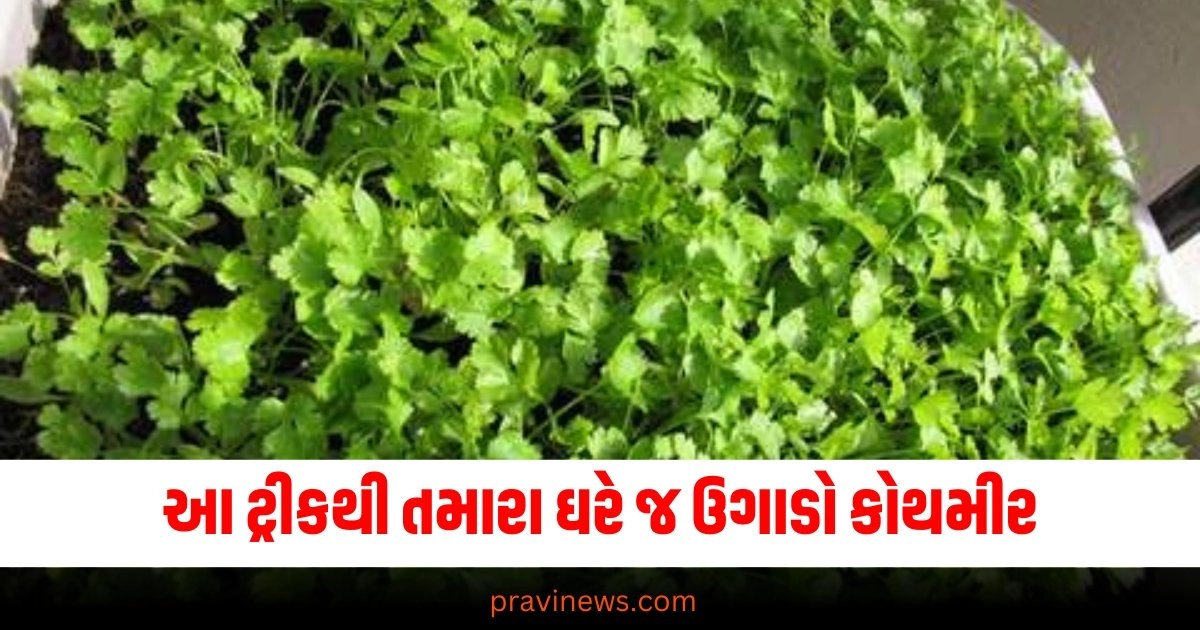 આ ટ્રીકથી તમારા ઘરે જ ઉગાડો કોથમીર, 5 દિવસમાં તો લીલીછમ કોથમીર તમારા ઘરની શોભા પણ વધારી દેશે https://www.pravinews.com/business/mumbai-based-housewife-mukta-dhamankar-learned-share-trading-now-she-earned-one-and-half-lakh-rupees-every-month-38656