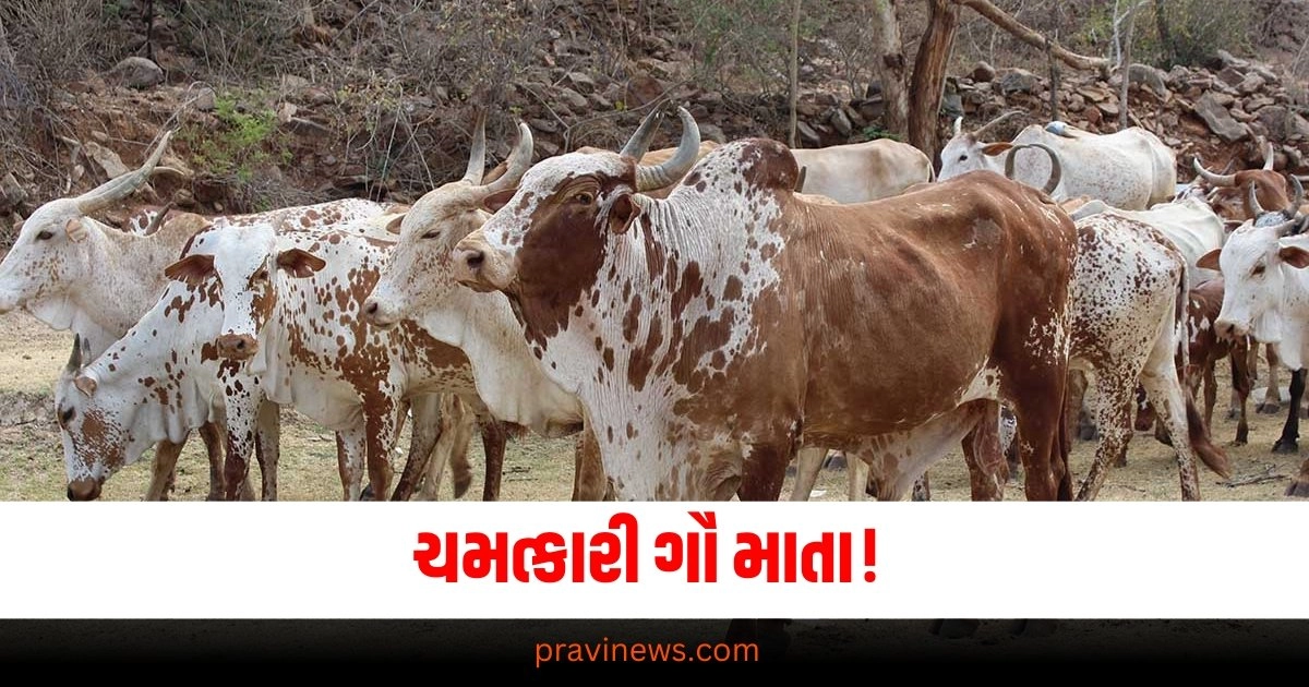 ચમત્કારી ગૌ માતા! દુકાનમાં જયને ગૌ માતાએ આપ્યા તેમના આશિર્વદ, વીડિઓ જોઈને તમે ચોકી જાસો https://www.pravinews.com/gujarat-news/pm-narendra-modi-visit-gujarat-will-inaugurate-7-famous-roads-in-ahmedabad-37935