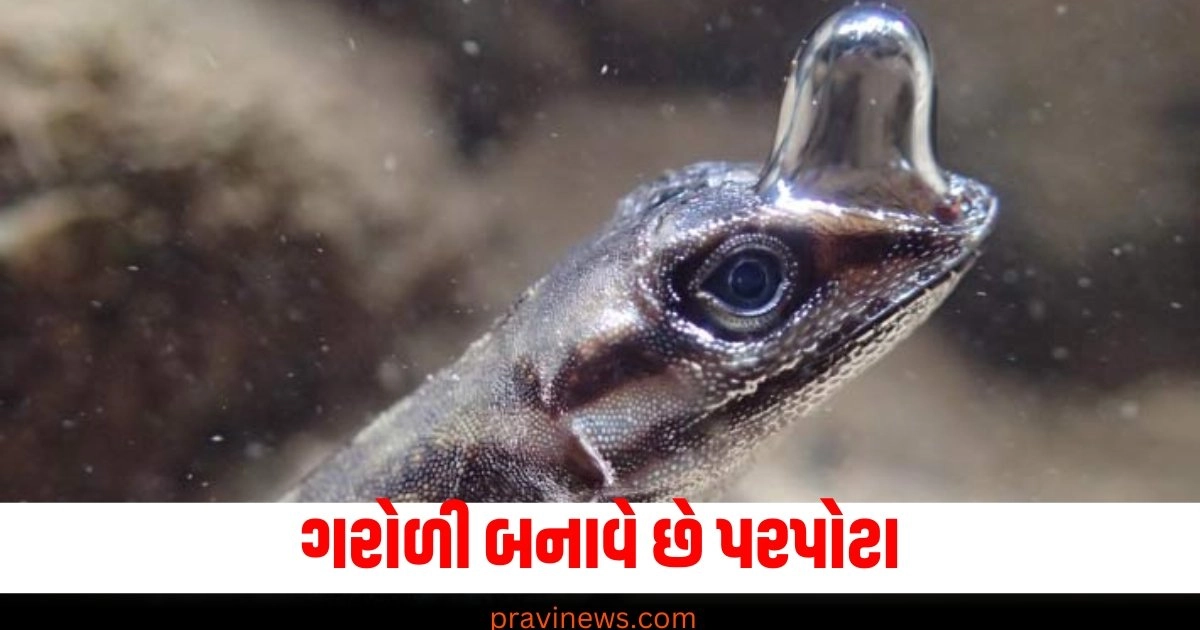 ગરોળી બનાવે છે પરપોટા, વૈજ્ઞાનિકોને નવા સંશોધનમાં કર્યો અજીબોગરીબ દાવો https://www.pravinews.com/automobile/honda-motor-history-from-pistons-to-cars-and-bikes-starting-on-24-september1948-40360