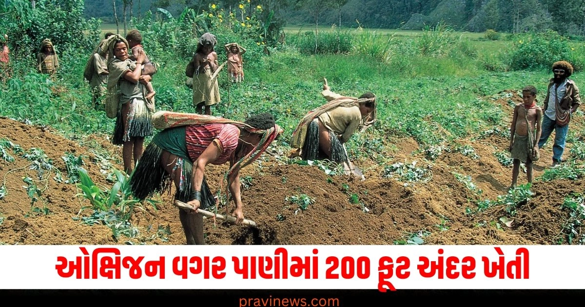 ઓક્ષિજન સિલિન્ડર વગર પાણીમાં 200 ફૂટ અંદર લોકો કરે છે ખેતી, આ જગ્યા વિશે જાણી લ્યો https://www.pravinews.com/world-news-in-gujarati/doctors-removed-lung-bullet-after-16-years-surgery-max-hospital-kanpur-shailender-singh-39084