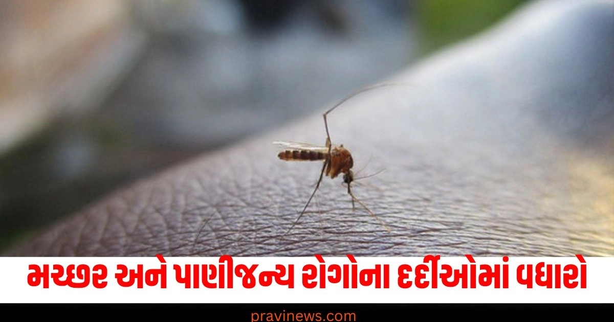 મચ્છર અને પાણીજન્ય રોગોના દર્દીઓમાં વધારો, 21 દિવસમાં 1600થી વધુ દર્દીઓ મળ્યા https://www.pravinews.com/sports/ipl-2025-ms-dhoni-salary-ms-dhoni-wins-hearts-again-he-take-only-6-crore-from-csk-reduce-his-own-salary-chennai-super-kings-40285