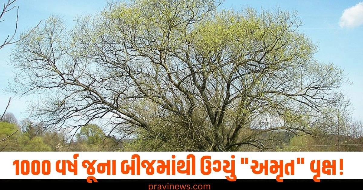 1000 વર્ષ જૂના બીજમાંથી ઉગ્યું "અમૃત" વૃક્ષ! આનાથી મટાડી શકાય છે કેન્સર જેવા રોગ https://www.pravinews.com/business/swiggy-confidential-filing-for-ipo-gets-sebi-nod-may-launch-in-november-detail-is-here-40563