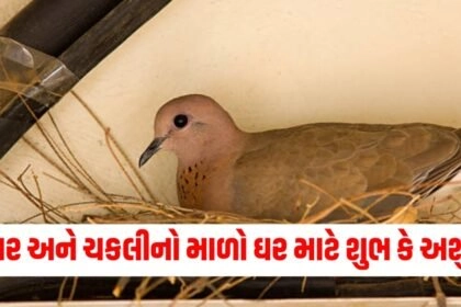 Shagun Apshagun, Nest in Home, pigeon nest is Auspicious, shubh Ashubh sanket, Honeybee in home, Vastu tips regarding birds