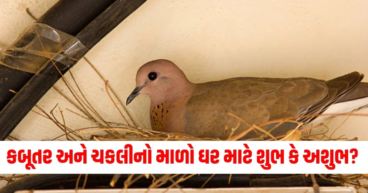 Shagun Apshagun, Nest in Home, pigeon nest is Auspicious, shubh Ashubh sanket, Honeybee in home, Vastu tips regarding birds